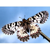 Festoon Zerynthia polyxena pupae 